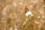 butterfly-nature-insect-animal-828137.jpg