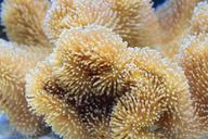 coral-reef-toadstool-mushroom-1318694.jpg