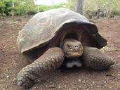 turtle-tortuga-tortoise-animal-1204178.jpg