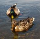 ducks-mallard-male-drake-female-649642.jpg