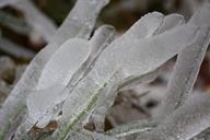 ice-wild-plant-grass-winter-549972.jpg