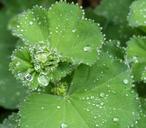 droplets-dew-leaf-fresh-garden-1419705.jpg