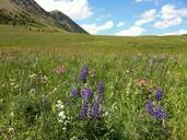 wildflowers-mountains-142898.jpg