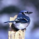 blue-jay-bird-nature-songbird-529868.jpg