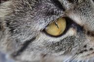 kitten-eye-tabby-cute-animals-846325.jpg