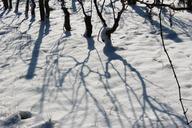 vineyards-snow-shadow-winter-vine-607971.jpg