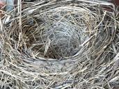 robin-s-nest-nest-empty-empty-nest-334124.jpg