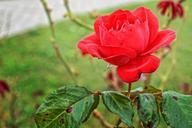 red-rose-rose-blossom-bloom-red-930291.jpg