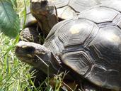 turtles-nature-tortoises-carbonarie-1207385.jpg