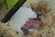 hamsters-hamster-baby-boy-young-944225.jpg