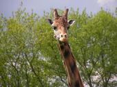 giraffe-head-neck-trees-591280.jpg