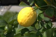 lemon-citrus-fruit-fruit-yellow-50348.jpg