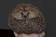 hedgehog-sphere-collapsed-644649.jpg