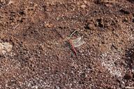 earth-dragonfly-brown-peat-1570184.jpg