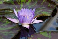 water-lily-nymphaea-leopardess-454717.jpg