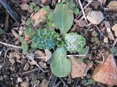 weeds-ground-rocks-rock-nature-59027.jpg