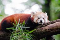 Red Panda (29633215842).jpg