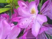 rhododendron-vernal-light-pink-117459.jpg