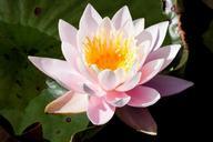 water-lilies-nymphaea-lake-rose-455242.jpg