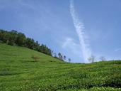 green-tea-plantation-cloud-serenity-194127.jpg