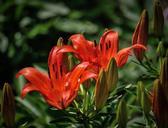 lilies-red-flower-nature-botany-411772.jpg