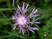 meadow-purple-flower-blossom-bloom-633413.jpg