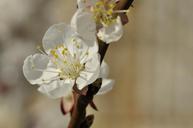 cherry-blossoms-apricot-blossoms-701038.jpg