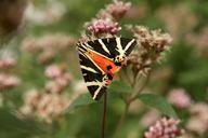 butterfly-flower-summer-insect-572592.jpg