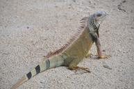 iguana-sand-creature-lizard-482172.jpg