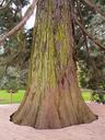 giant-redwood-53049.jpg