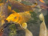 koi-carp-fish-pond-yellow-401396.jpg