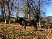 cow-brown-bull-calf-cattle-meadow-1035698.jpg