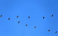 geese-canada-geese-fly-birds-dash-580363.jpg