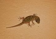 gecko-lizard-animal-97195.jpg