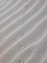 traces-sand-beach-dune-bird-853699.jpg