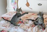 kittens-cats-foster-playing-cute-1534085.jpg