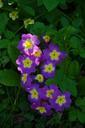 primrose-flower-blossom-bloom-324321.jpg