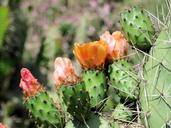 cactus-flower-opuntia-prickly-pear-1257110.jpg