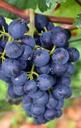 blue-grapes-of-course-blue-439302.jpg