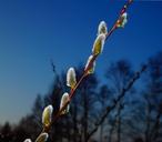 pasture-pussy-willow-blossom-bloom-1250799.jpg