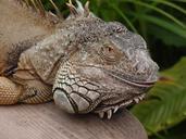 lizard-dragon-iguana-reptile-539281.jpg