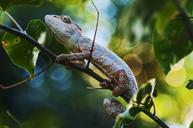 chameleon-animal-reptile-nature-536845.jpg