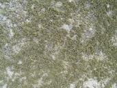 Granite mossy lichen.jpg