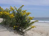 Monarch butterflies on a golden rod plant.jpg