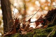 autumn-leaves-the-leaves-507551.jpg