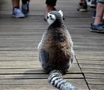 lemur-sitting-hungary-zoo-849902.jpg