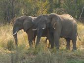 elephant-zambezi-africa-mammals-518408.jpg