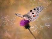 butterfly-apollo-flower-blossom-670831.jpg