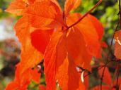 wine-partner-leaves-red-autumn-473279.jpg