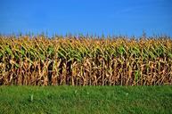 Fields_of_Corn.jpg